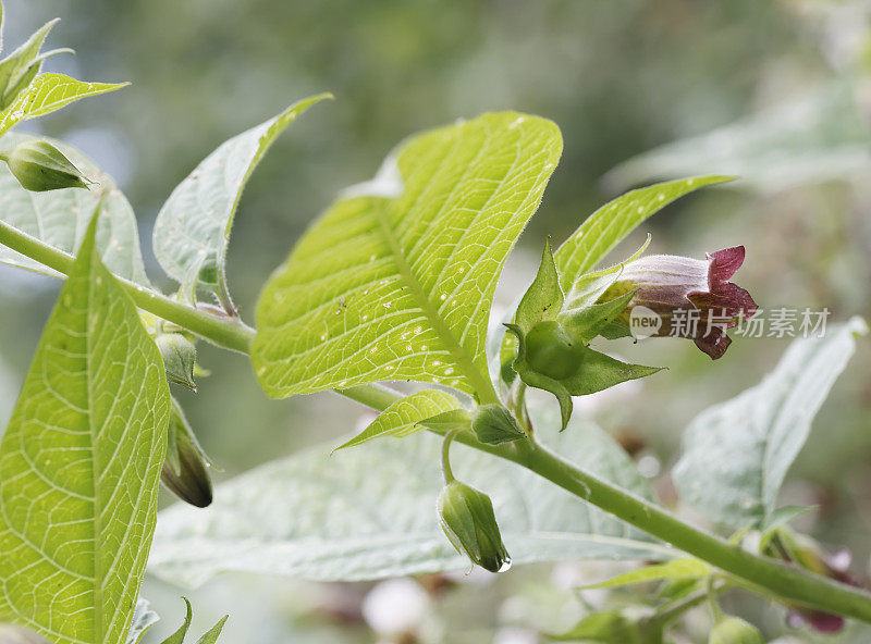 致命龙葵(Atropa bella-donna)